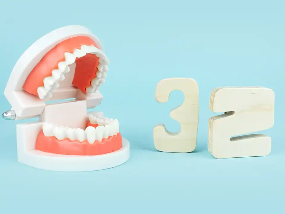 32 Permanent Teeth